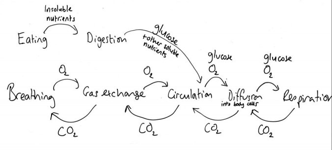 Concept map respiratory system