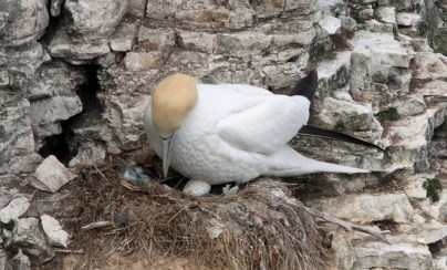 Gannet nest