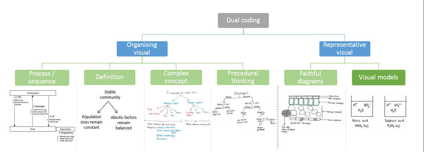 Clear Teacher Explanations: 2e – Visual Models | Bunsen Blue