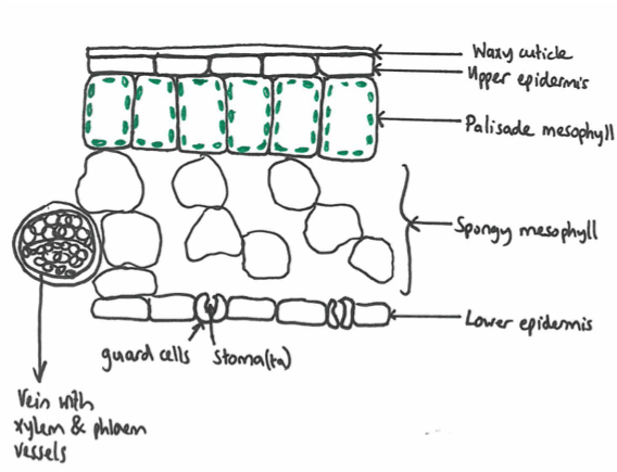 Leaf cross section